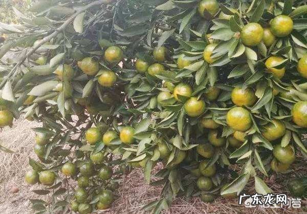 柑桔花多怎么办？