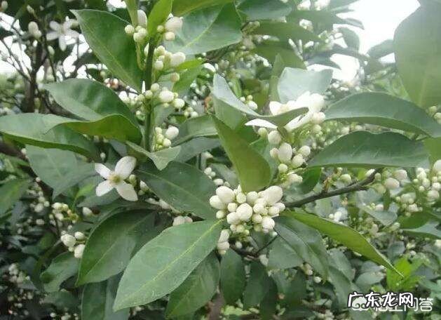 柑桔花多怎么办?