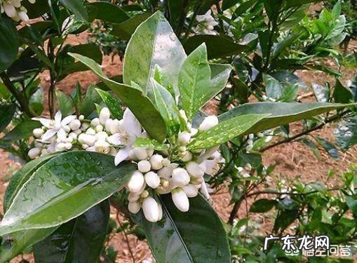 柑桔花多怎么办？