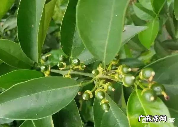 柑桔花多怎么办？