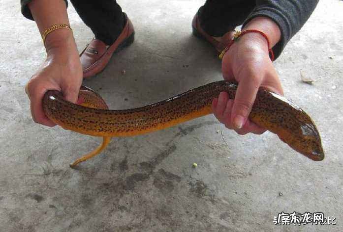 在农村,小暑为什么要吃黄鳝,小暑黄鳝赛人参是什么说法?