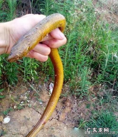 在农村,小暑为什么要吃黄鳝,小暑黄鳝赛人参是什么说法?