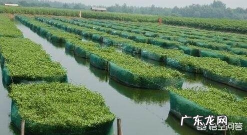 在农村，小暑为什么要吃黄鳝，小暑黄鳝赛人参是什么说法？