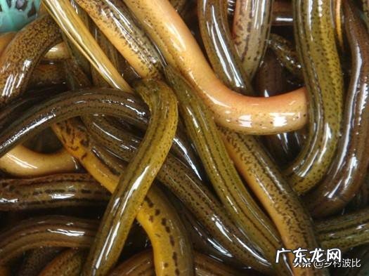 在农村,小暑为什么要吃黄鳝,小暑黄鳝赛人参是什么说法?