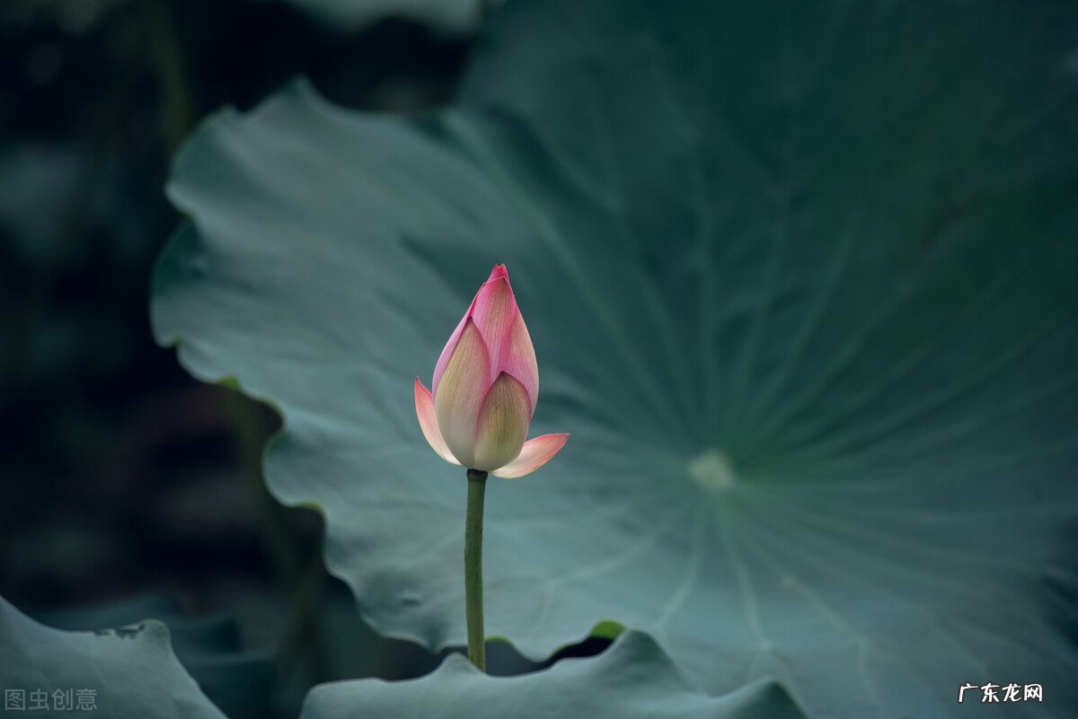 有哪些很干净文艺的句子?