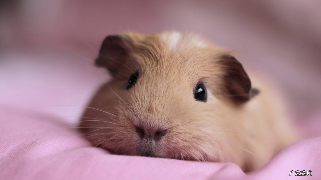 有什么特别适合孩子养的小宠物?