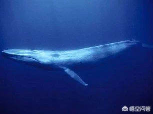 世界上最大的海洋生物是什么?