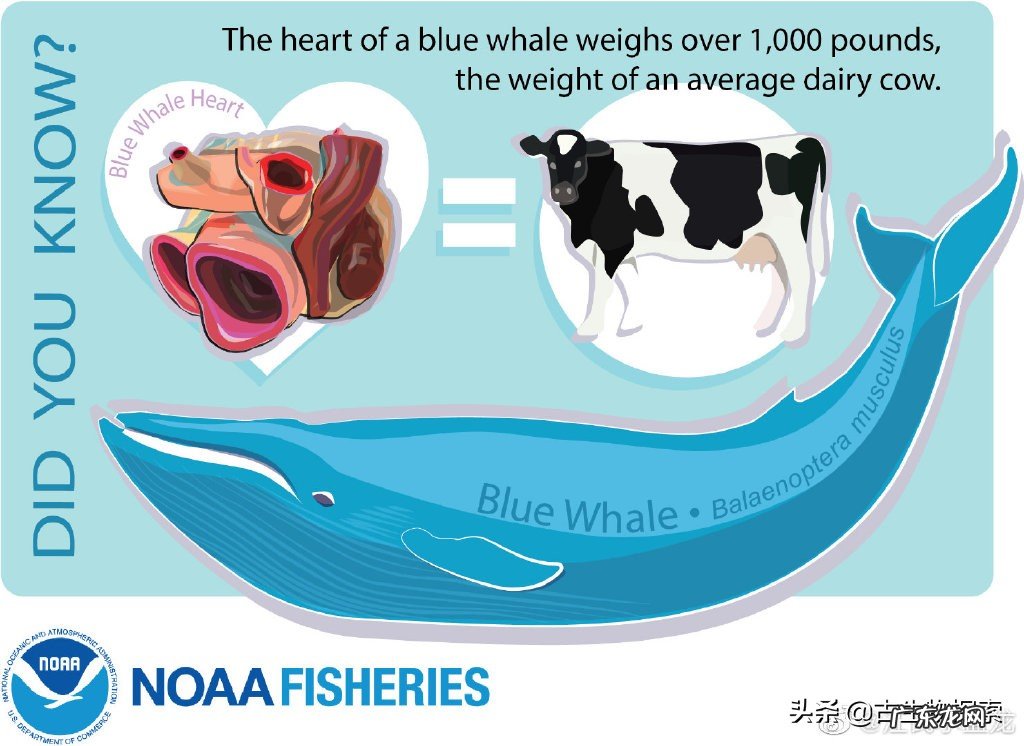 世界上最大的海洋生物是什么?