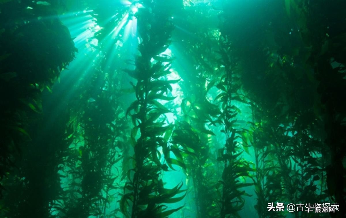 世界上最大的海洋生物是什么?