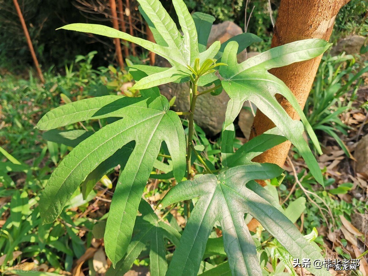 五指毛桃炖什么最好喝?