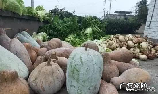 捐赠武汉的蔬菜是如何分配的?