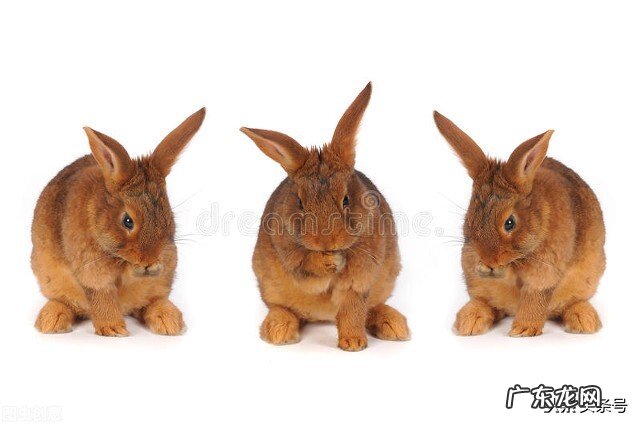 属兔人最喜欢和谁在一起？