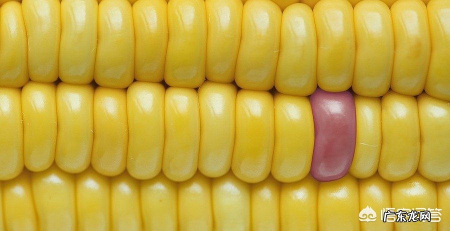 什么食物长期吃可以快速减肥?