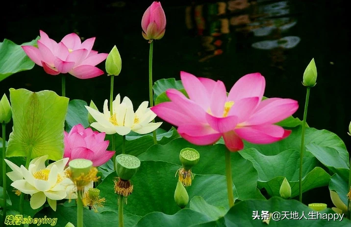 有没有什么能发随笔心情之类的地方?