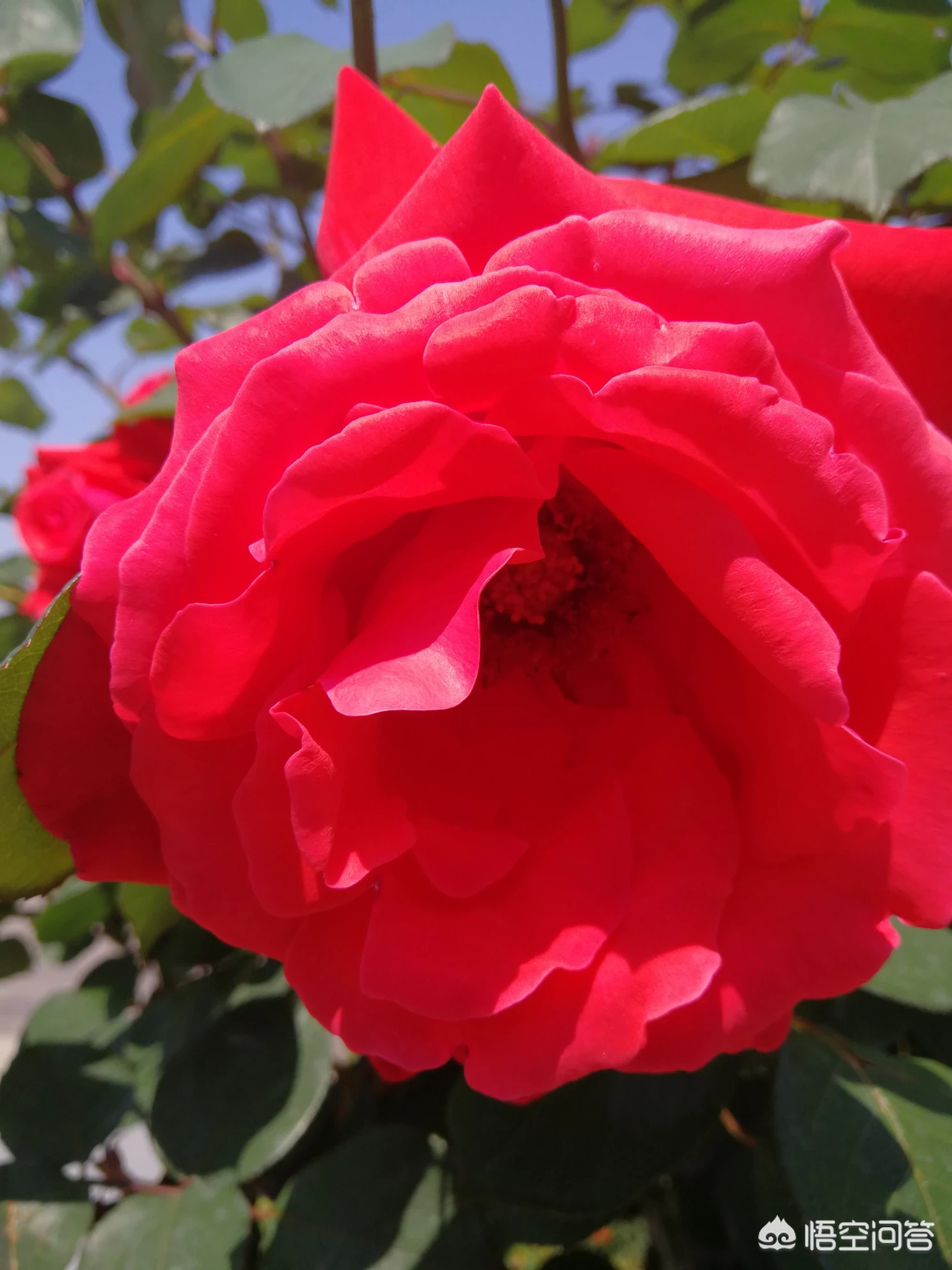 得到了再失去和没得到过,哪个更伤心?