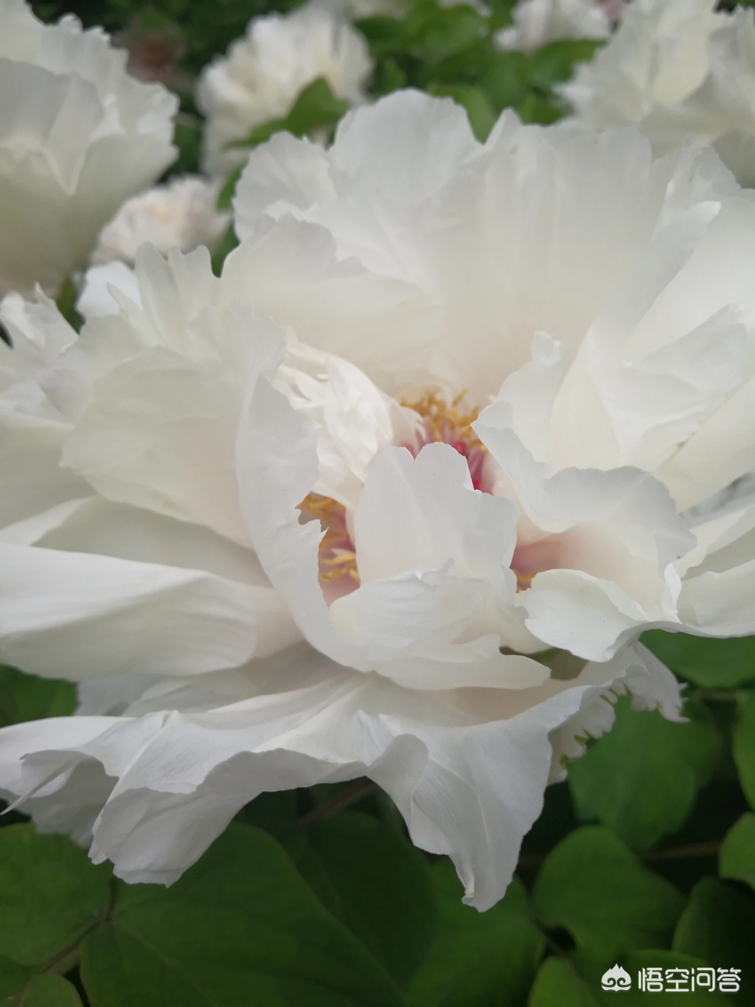 得到了再失去和没得到过,哪个更伤心?