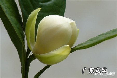 明开夜合花怎么养?怎么养不活呢不浇水就汗一浇水就烂真是郁闷?