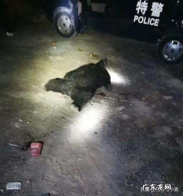 怎么看待上海野生动物园发生群熊撕咬饲养员的安全事故?