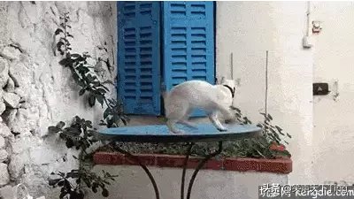 有没有能笑死人的照片或者动图?多多益善,我不嫌多,越多越好?