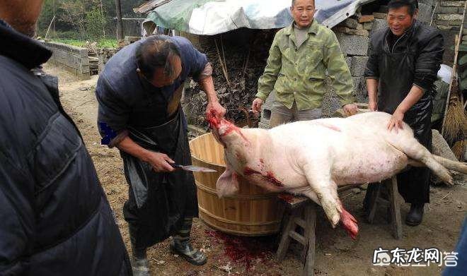 杀猪怎样才能让猪死得快?
