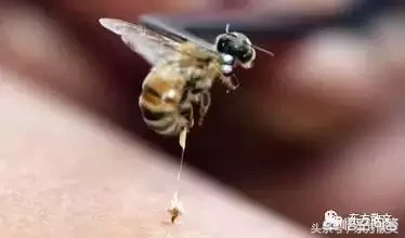 打死蜜蜂会招来报复吗?