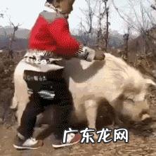 有哪些搞笑的笑话和图片分享一下?