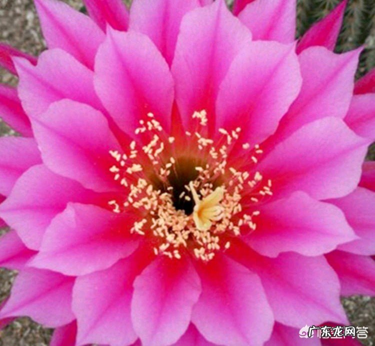 母亲节,一句话形容自己心中独一无二的母亲?