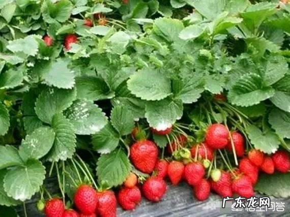 母亲节,一句话形容自己心中独一无二的母亲?