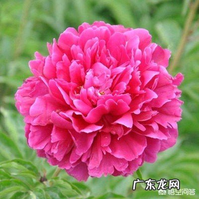 母亲节,一句话形容自己心中独一无二的母亲?