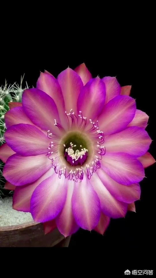 你怀孕时的孕期心情是怎样的?