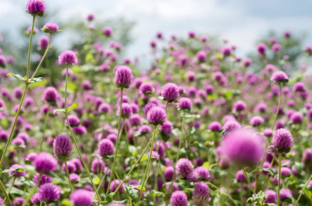 有哪些唯美治愈系短句子?