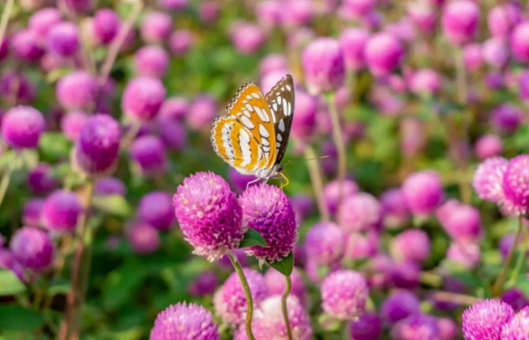 有哪些唯美治愈系短句子?