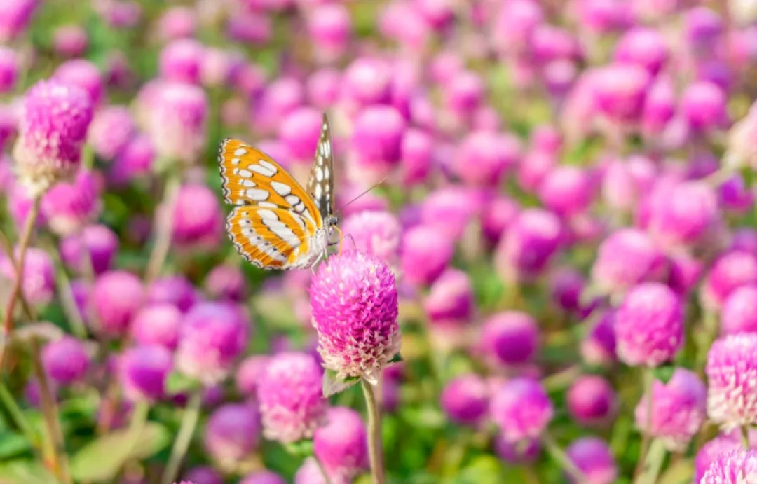 有哪些唯美治愈系短句子?