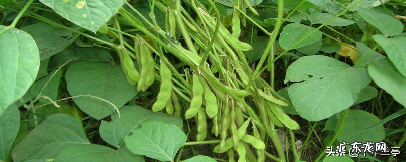 江苏泗洪发现600平罕见野生大豆!堪比雪莲珍稀,到底有何价值?