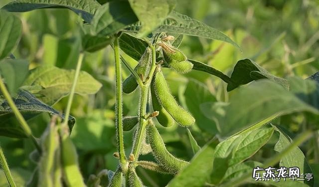 江苏泗洪发现600平罕见野生大豆!堪比雪莲珍稀,到底有何价值?