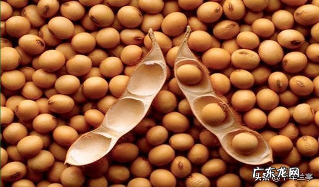 江苏泗洪发现600平罕见野生大豆!堪比雪莲珍稀,到底有何价值?