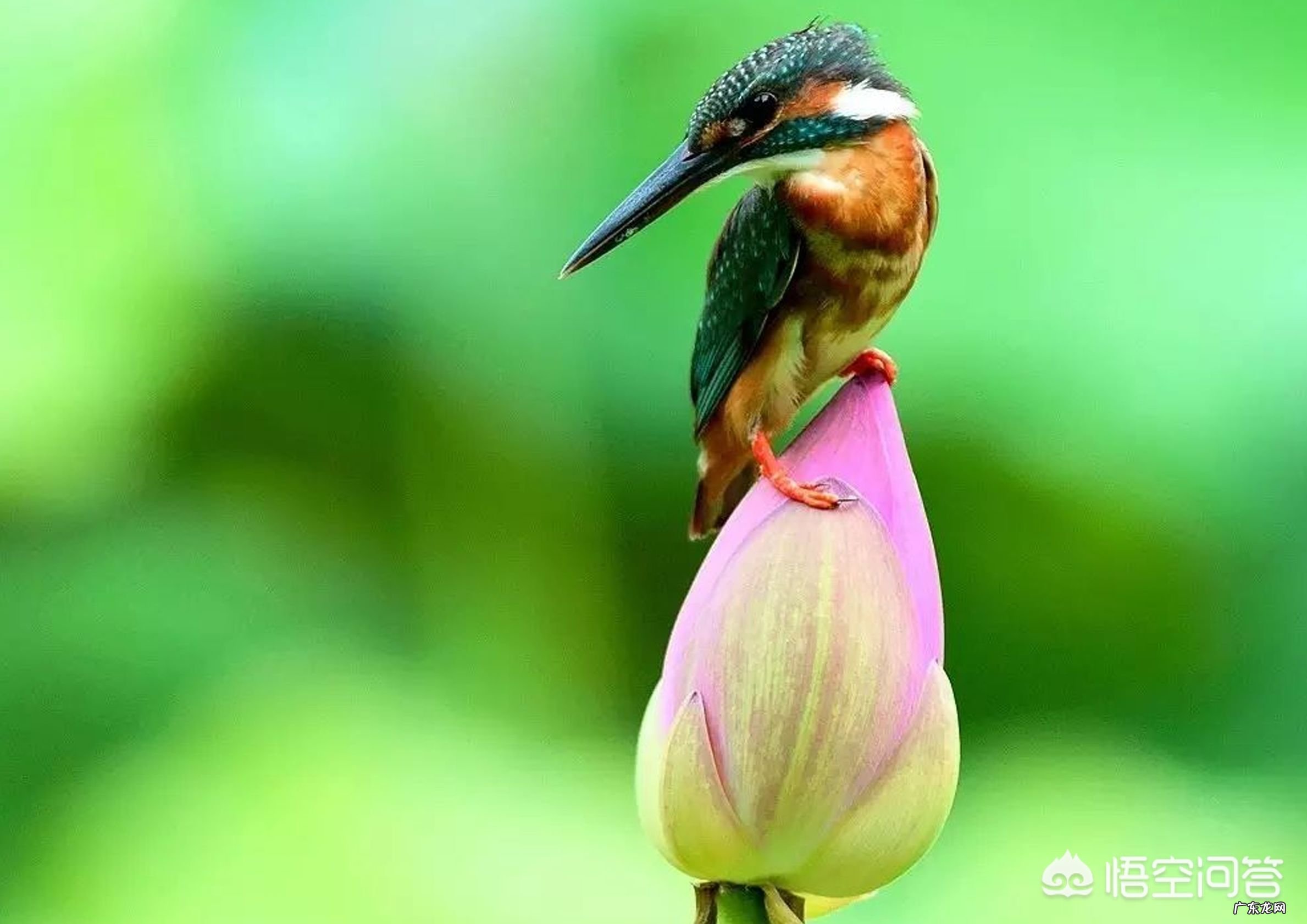 有哪些悲到骨子里的古风诗句值得推荐？