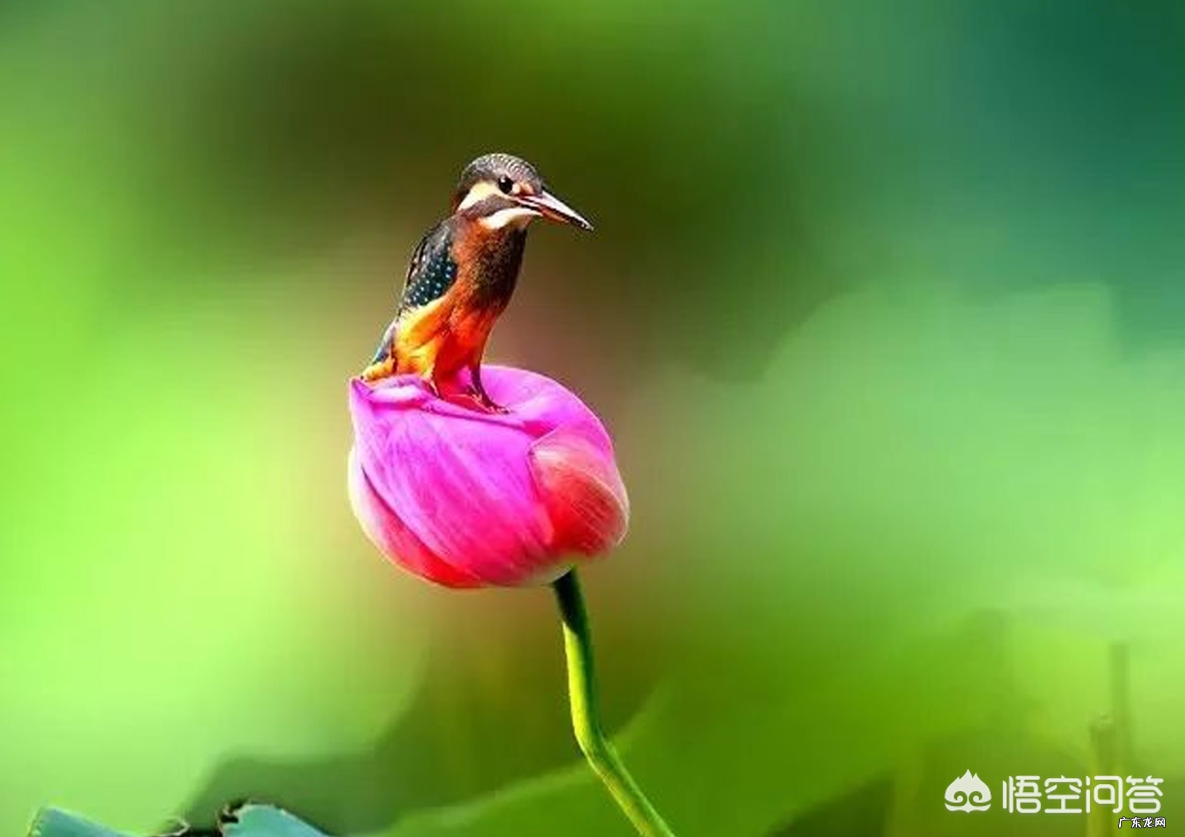 有哪些悲到骨子里的古风诗句值得推荐?