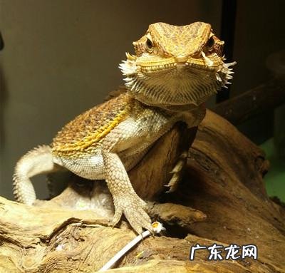 有那些个体小的蜥蜴宠物,价格便宜,容易饲养?