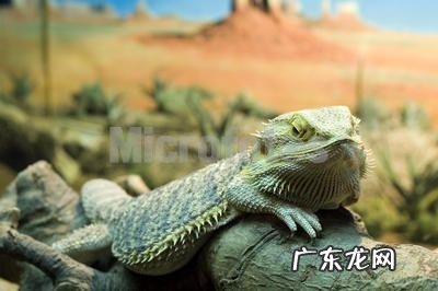 有那些个体小的蜥蜴宠物,价格便宜,容易饲养?