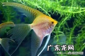 家里太干,想养鱼,什么鱼好养?