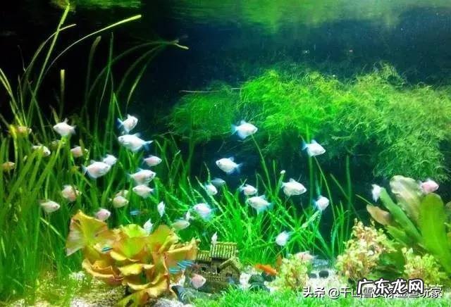 家里太干,想养鱼,什么鱼好养?