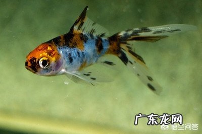 家里太干,想养鱼,什么鱼好养?