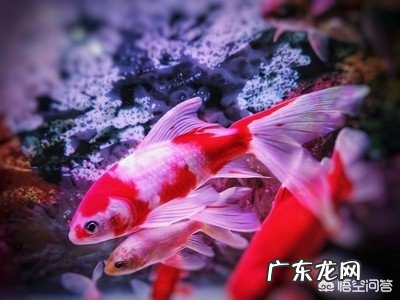 家里太干,想养鱼,什么鱼好养?