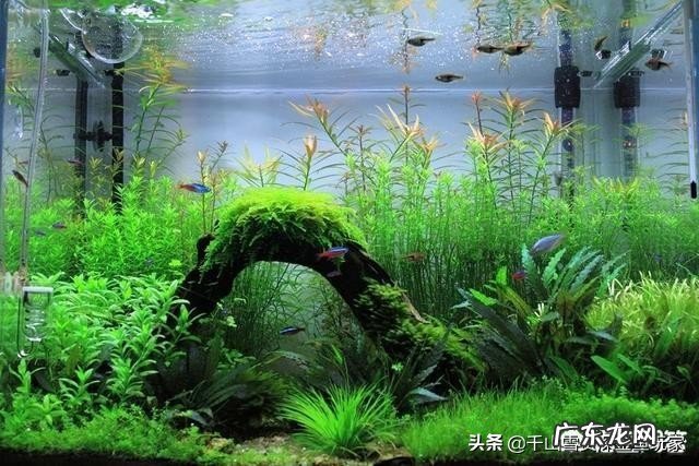 家里太干,想养鱼,什么鱼好养?