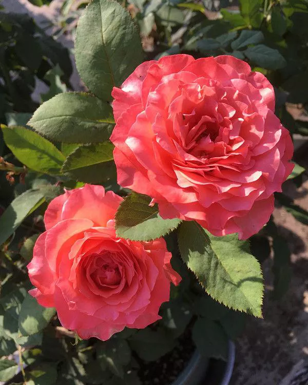 有什么情诗让你至今难忘?