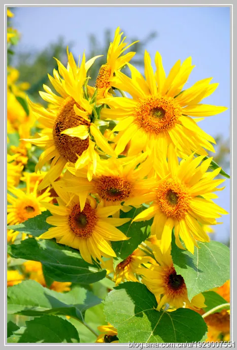 有什么情诗让你至今难忘?