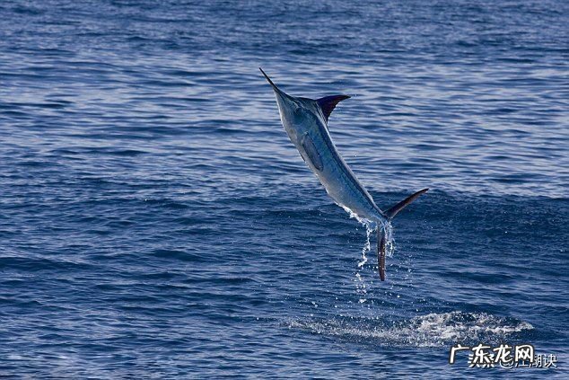 海钓,如何放长线钓大鱼?