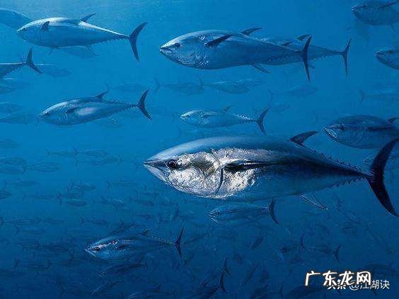 海钓,如何放长线钓大鱼?