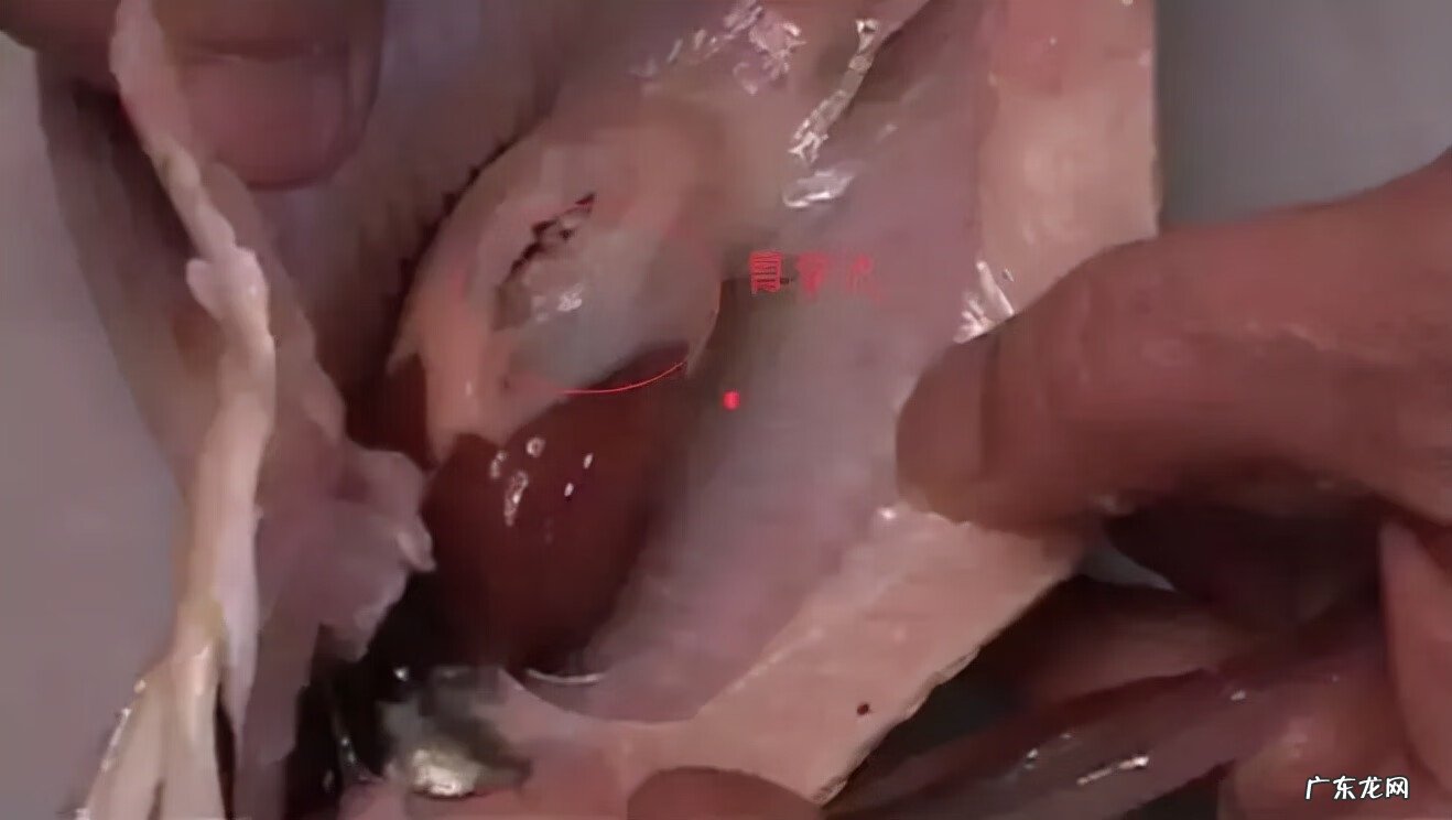 龙鱼摆放的风水位置 龙鱼风水案例